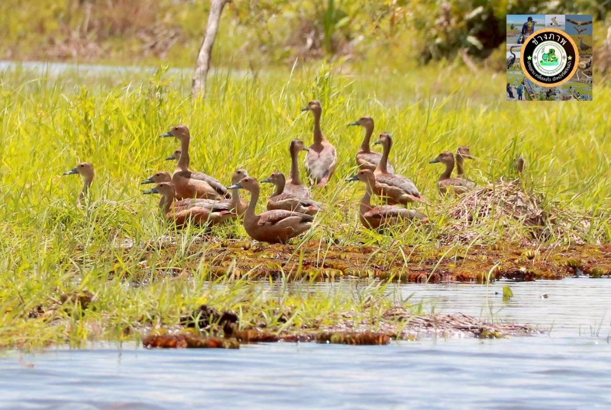 กรมอุทยานแห่งชาติ สัตว์ป่า และพันธุ์พืช tweet media