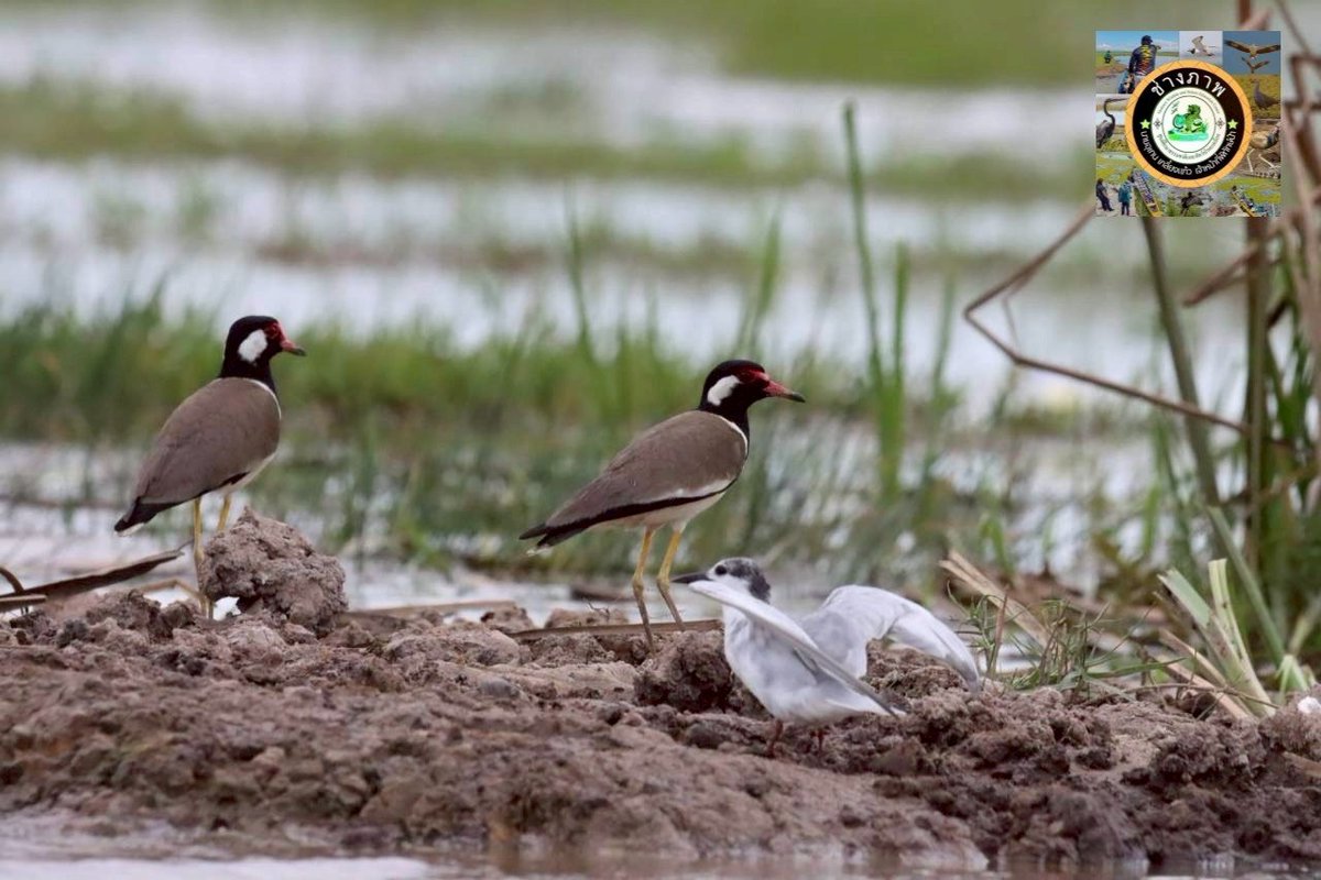 กรมอุทยานแห่งชาติ สัตว์ป่า และพันธุ์พืช tweet media