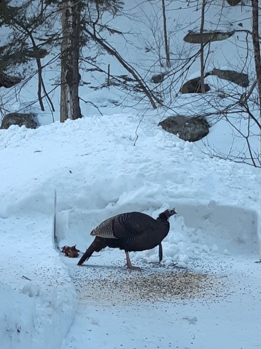 Marie-Claude Bourbonnais tweet media