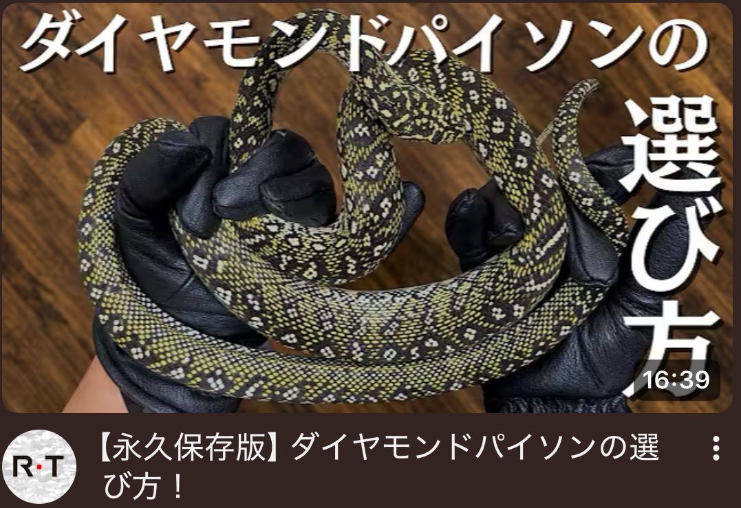 爬虫類SHOP Clutch-Mate 小田原 tweet media