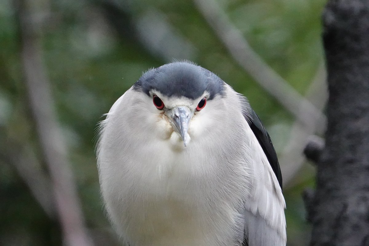 N_nycticorax's tweet photo. 2020-10-10
微妙な雨の日の天王寺動物園

雨の日の #鳥展 は駅から長居公園内を通らず、
479号線（長居通り）から南駐車場辺りから入るのがお勧めです。

#公式トリバサダー 
#天王寺動物園 #カッコいいゴイサギ #ゴイサギ https://t.co/9aR74iS50b