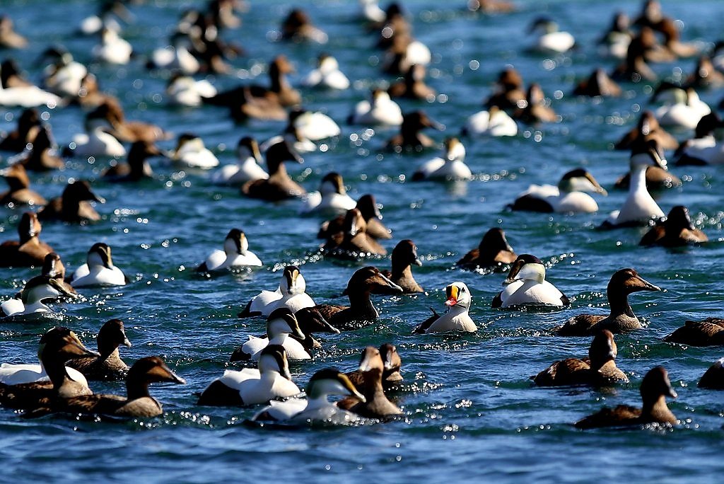 CapeHomepage 💙🇺🇸 tweet media