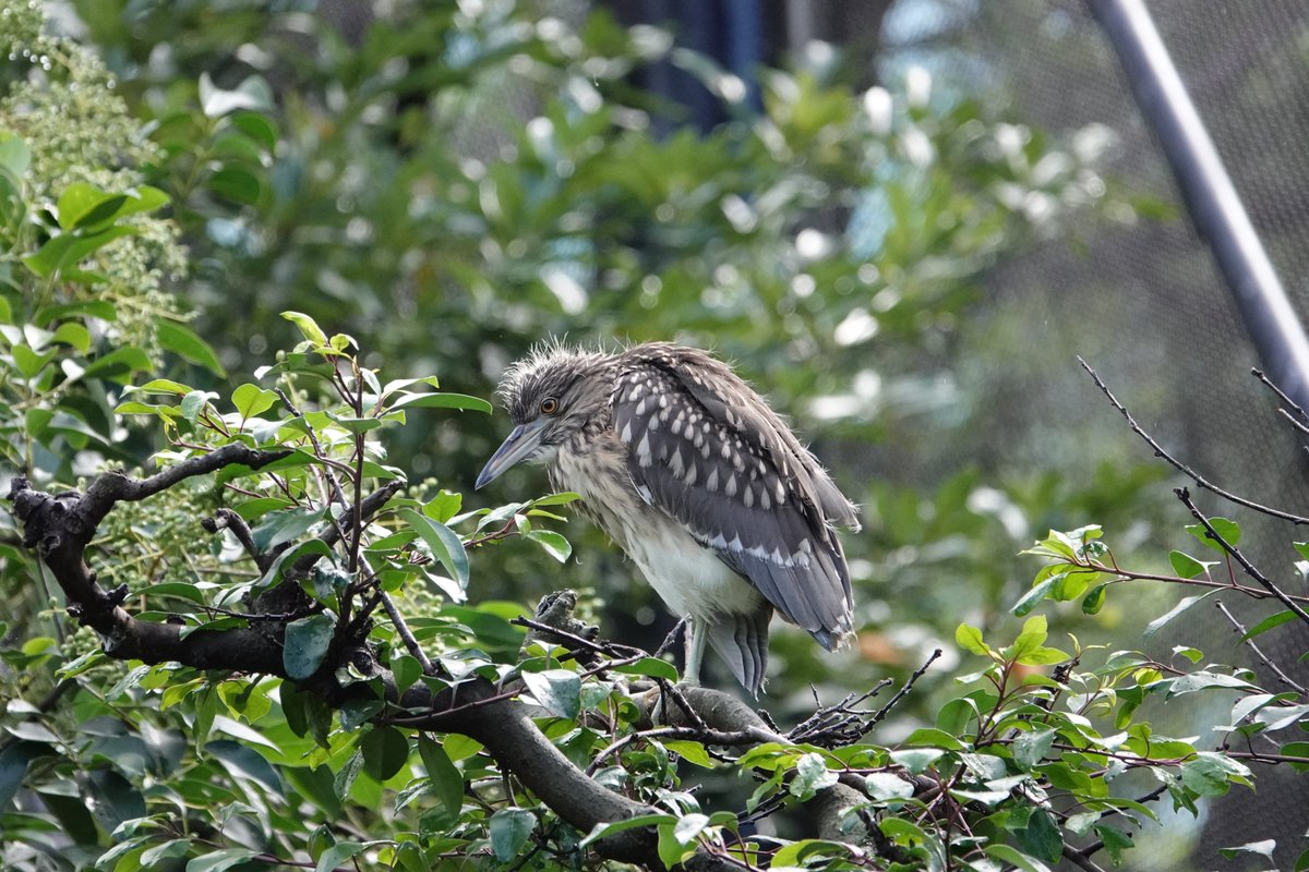 N_nycticorax's tweet photo. 2020-10-10
微妙な雨の日の天王寺動物園

雨の日の #鳥展 は駅から長居公園内を通らず、
479号線（長居通り）から南駐車場辺りから入るのがお勧めです。

#公式トリバサダー 
#天王寺動物園 #カッコいいゴイサギ #ゴイサギ https://t.co/9aR74iS50b