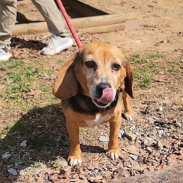 TriBeagles tweet media