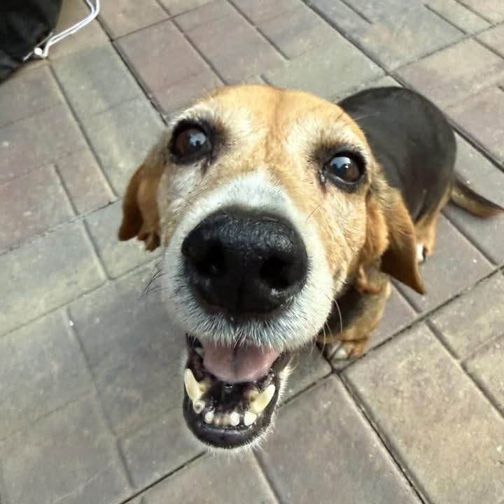 TriBeagles tweet media