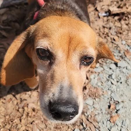 TriBeagles tweet media