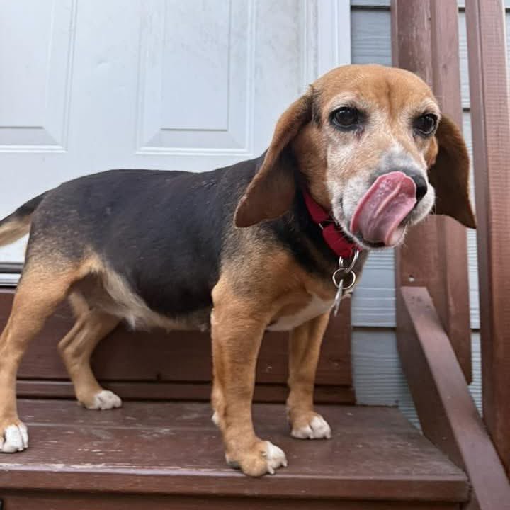 TriBeagles tweet media