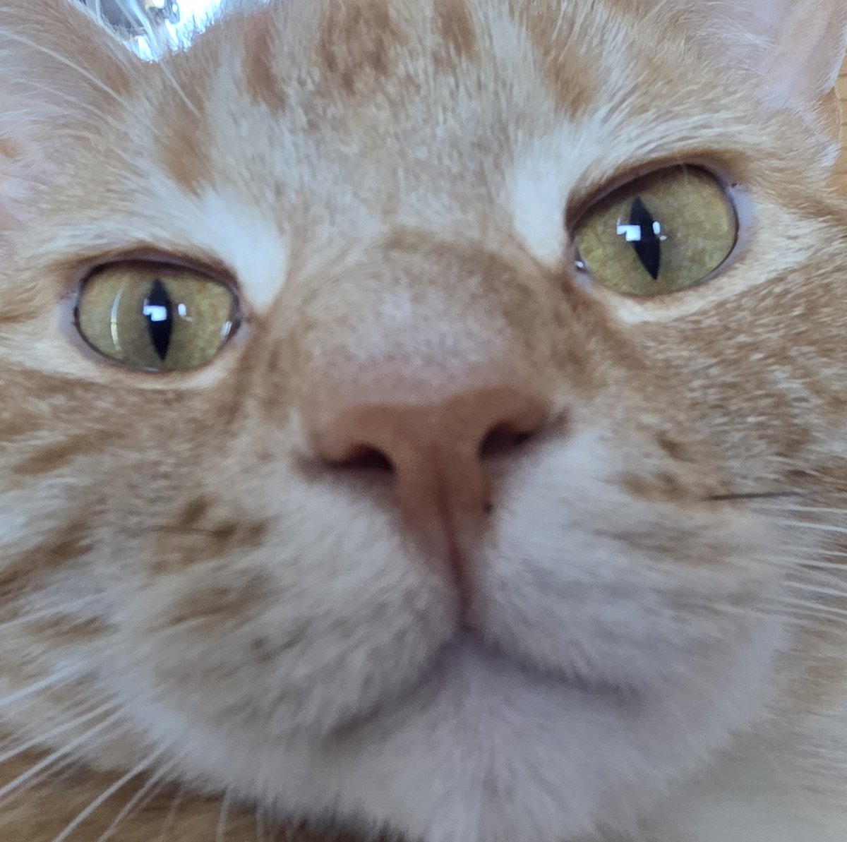 <£αЯR¥☆> - 111 Week Streak tweet media