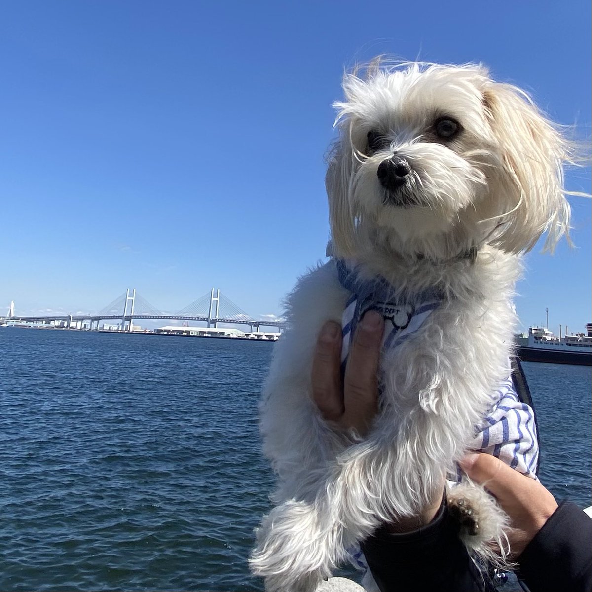 バムとケロとヤメピ tweet media