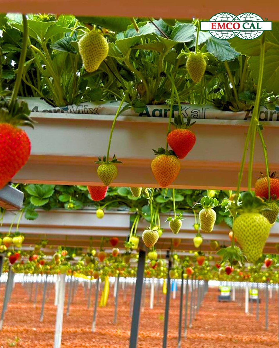 EMCO CAL tweet media