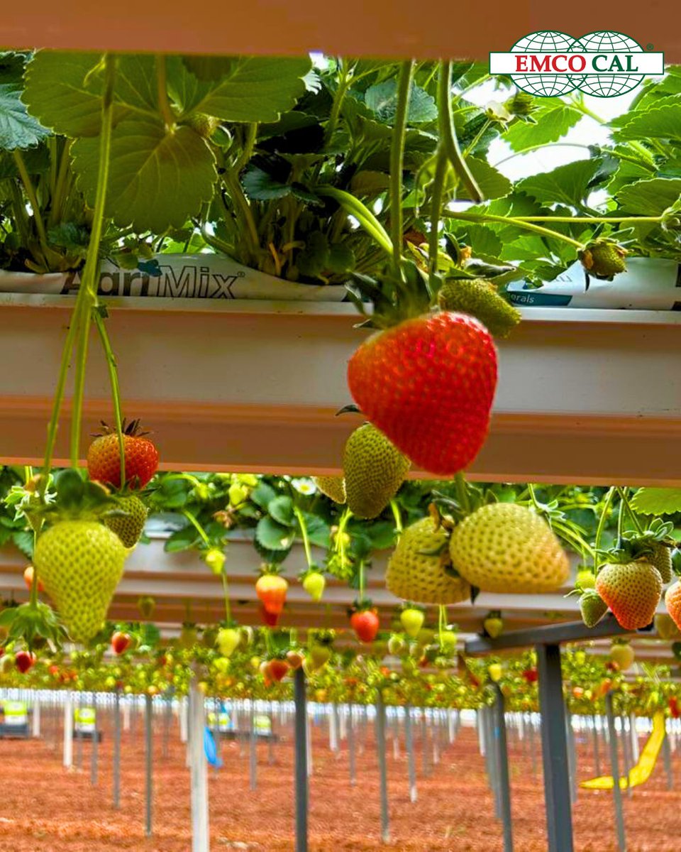 EMCO CAL tweet media