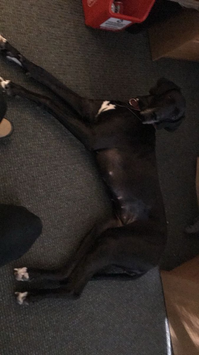 Nixie || Proj UwU🏳️‍🌈 tweet media