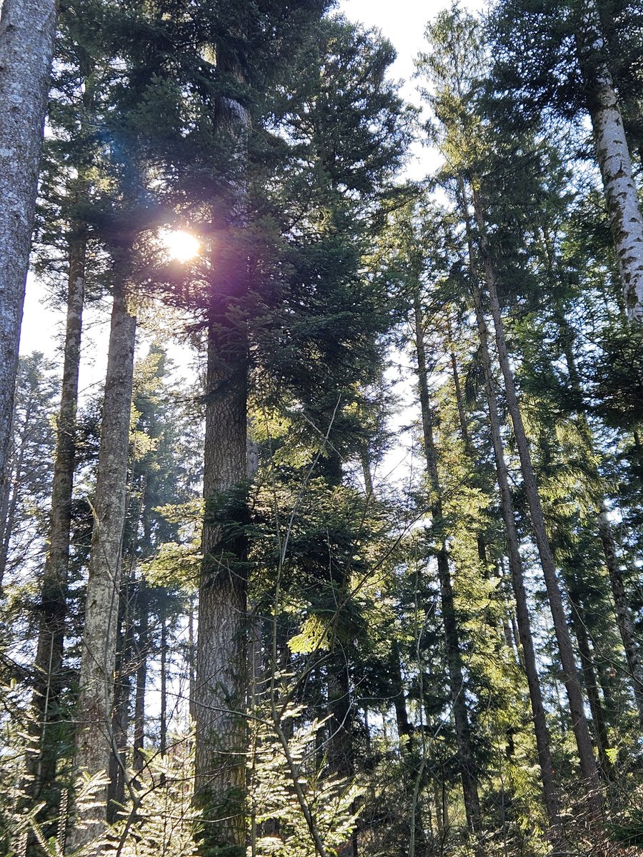 Nemo ❄ tweet media