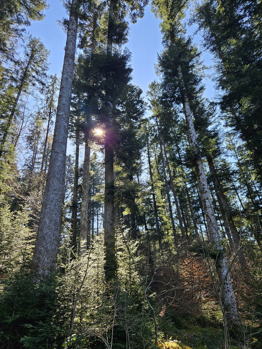 Nemo ❄ tweet media