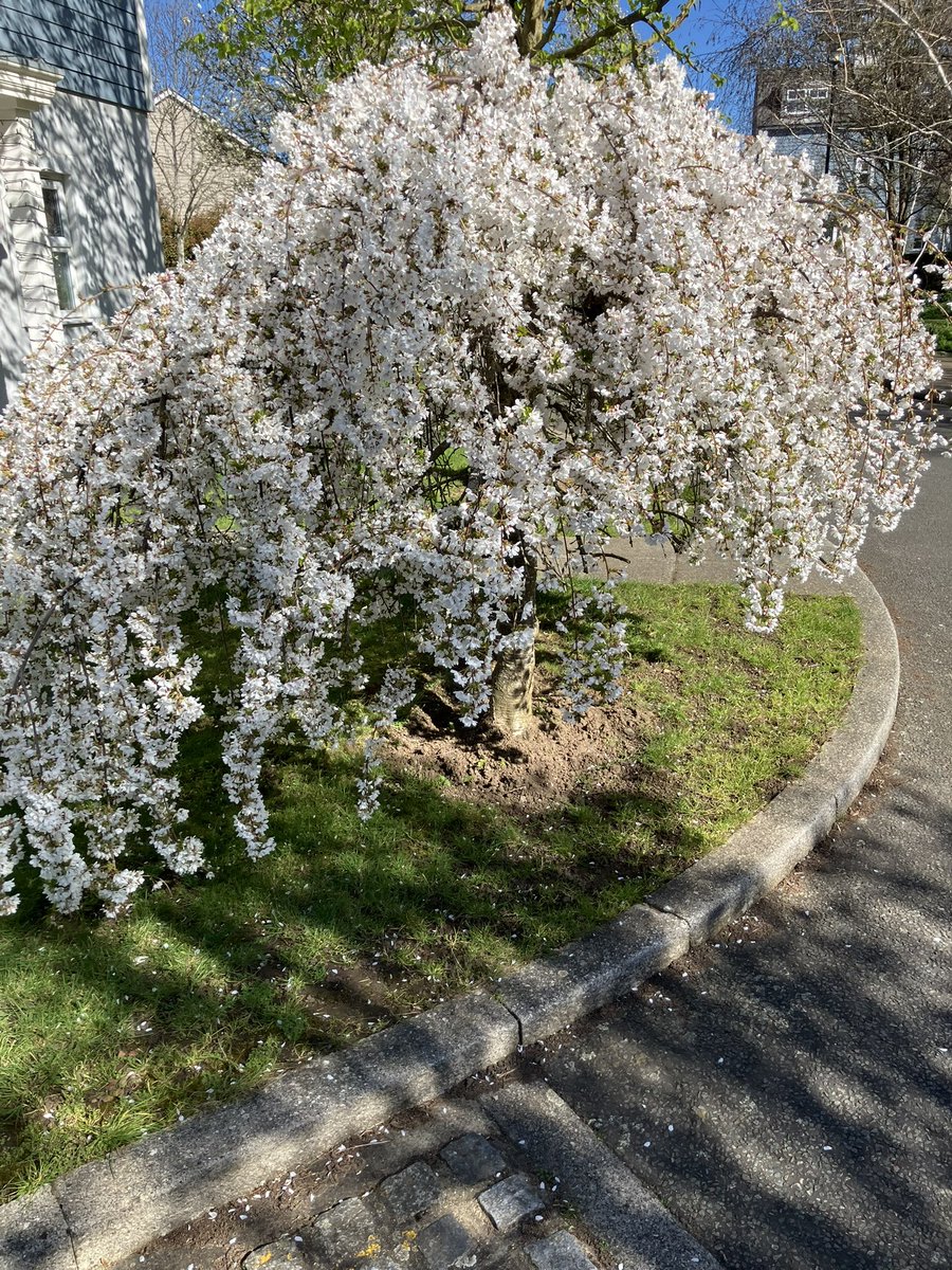 smudgedan tweet media