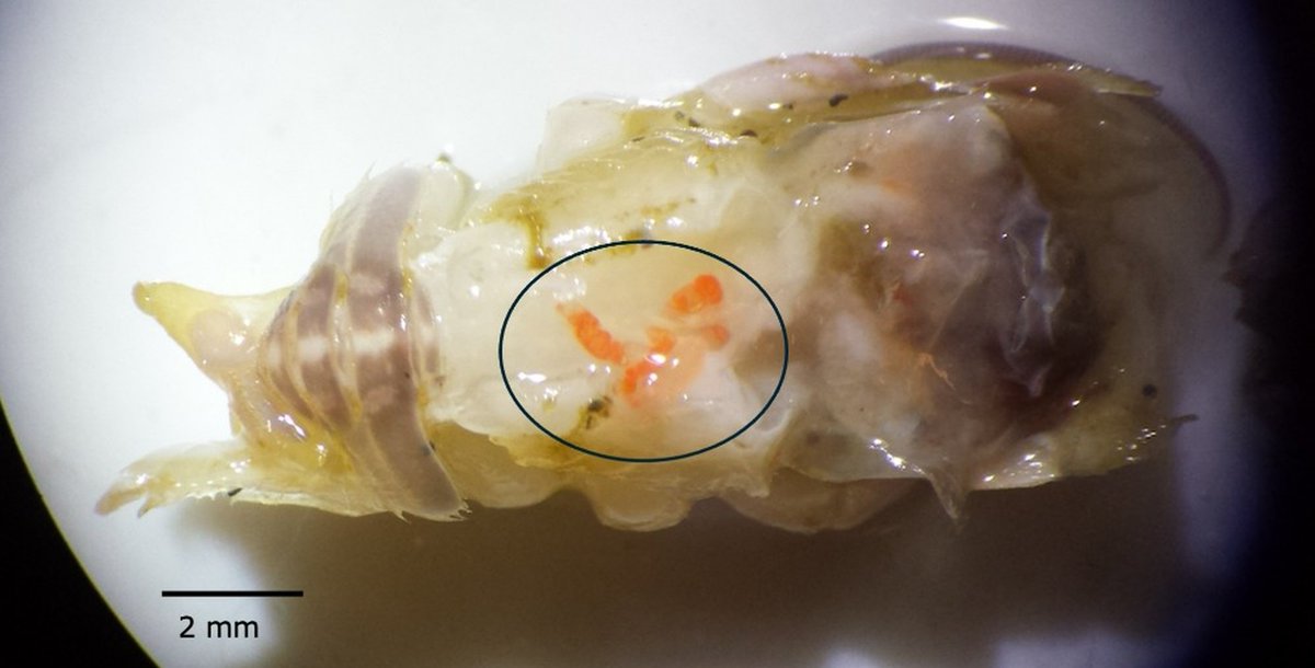 Facultad de Ciencias UCSC tweet media