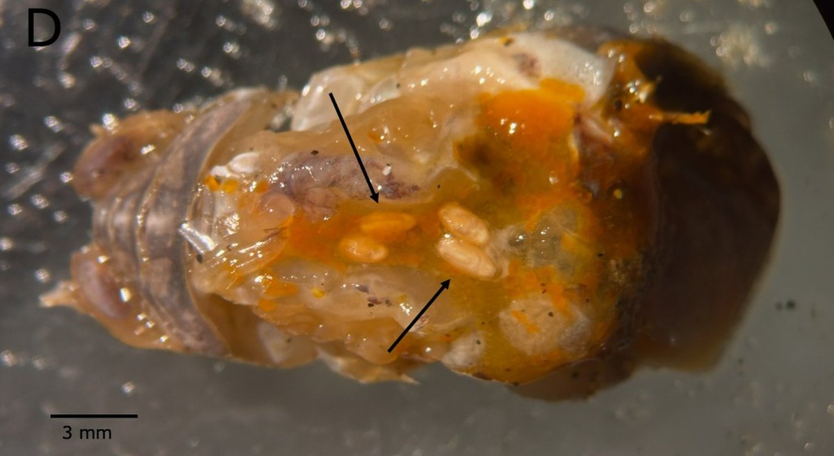 Facultad de Ciencias UCSC tweet media