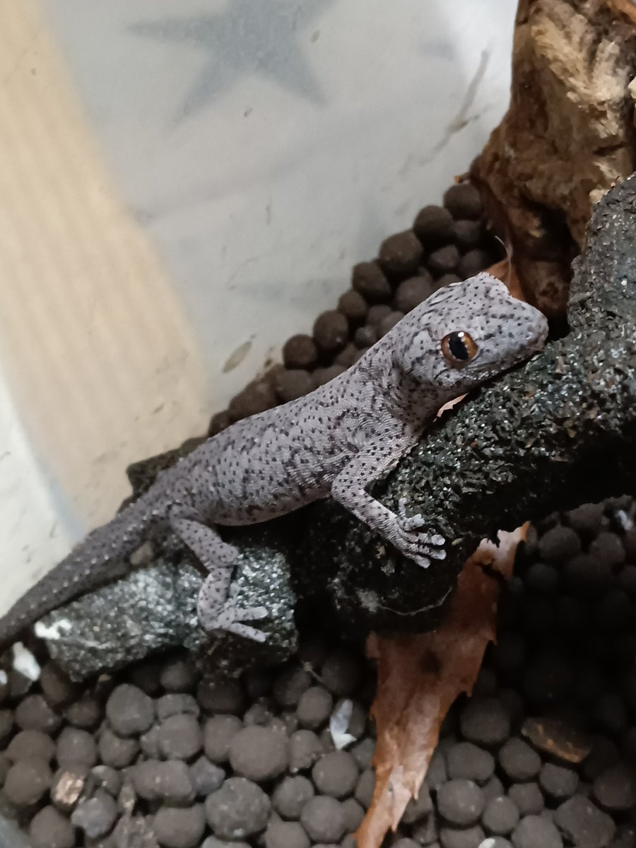 チェシャ猫a.k.a. 猫さん tweet media