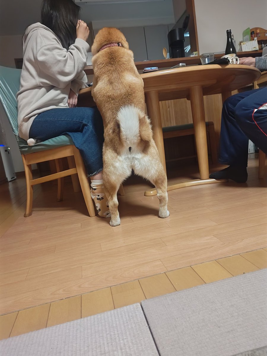 柴犬モナカのぐーたら日記 tweet media