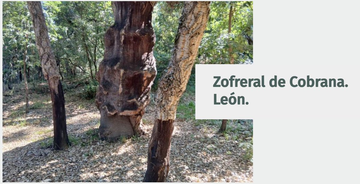 Subdelegación del Gobierno en León tweet media