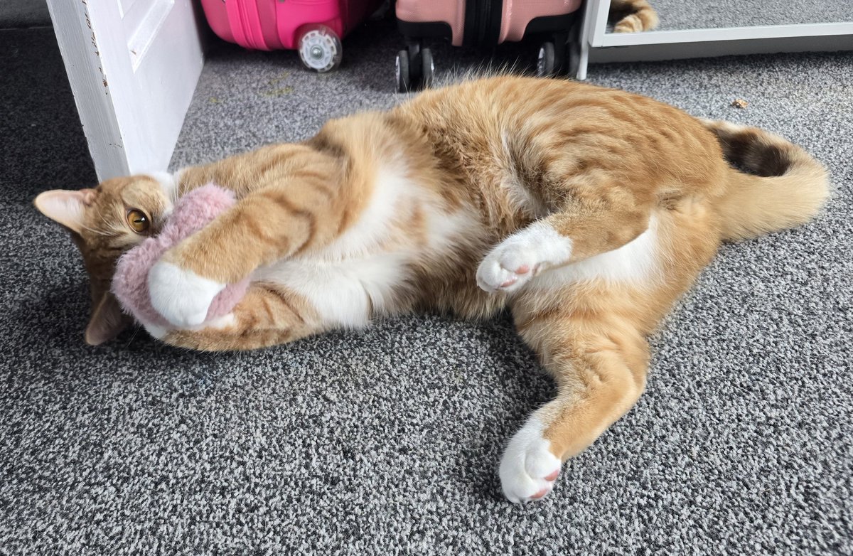 kirsti || wee koopy 🌸 tweet media