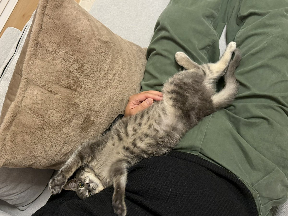 もっこす tweet media