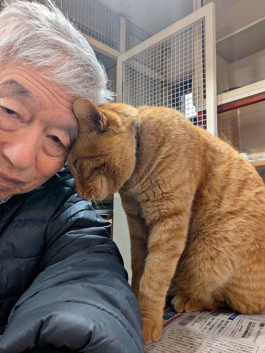 今晩の寅さん甘えてます。いい子です😺