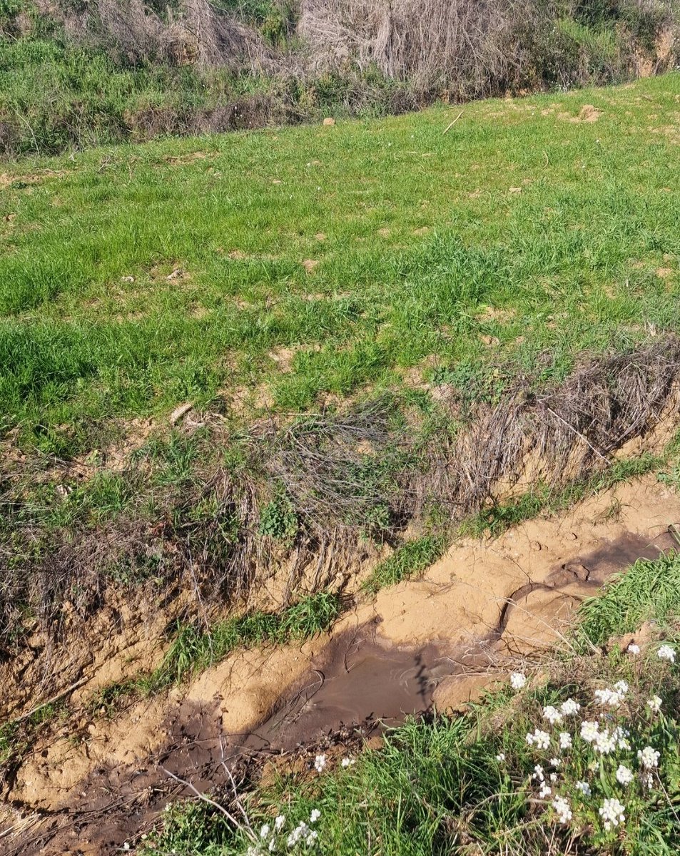 Ricard Rigall tweet media