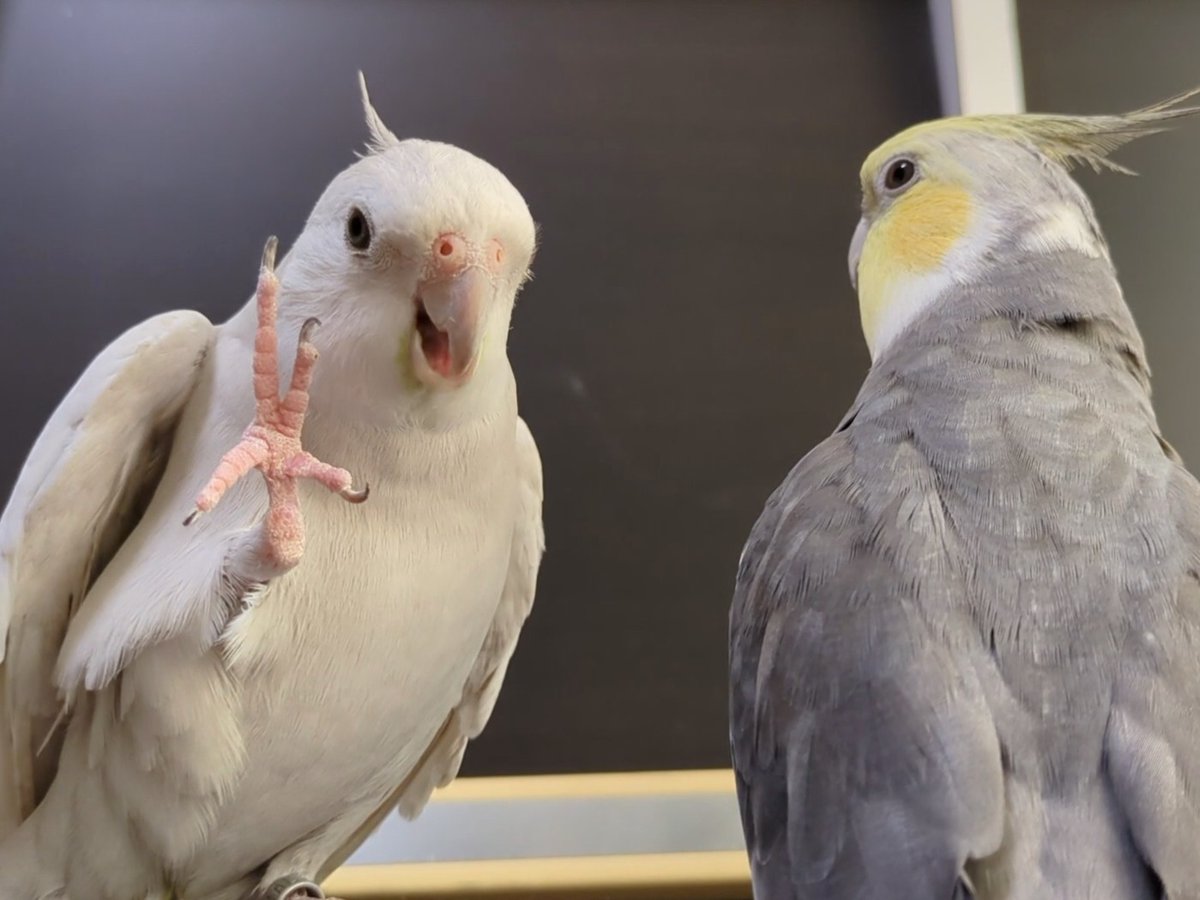 とりちゃん tweet media