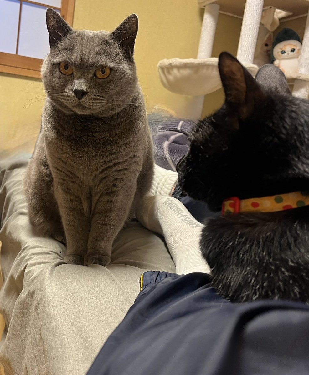 悪役レスラーの日常 tweet media