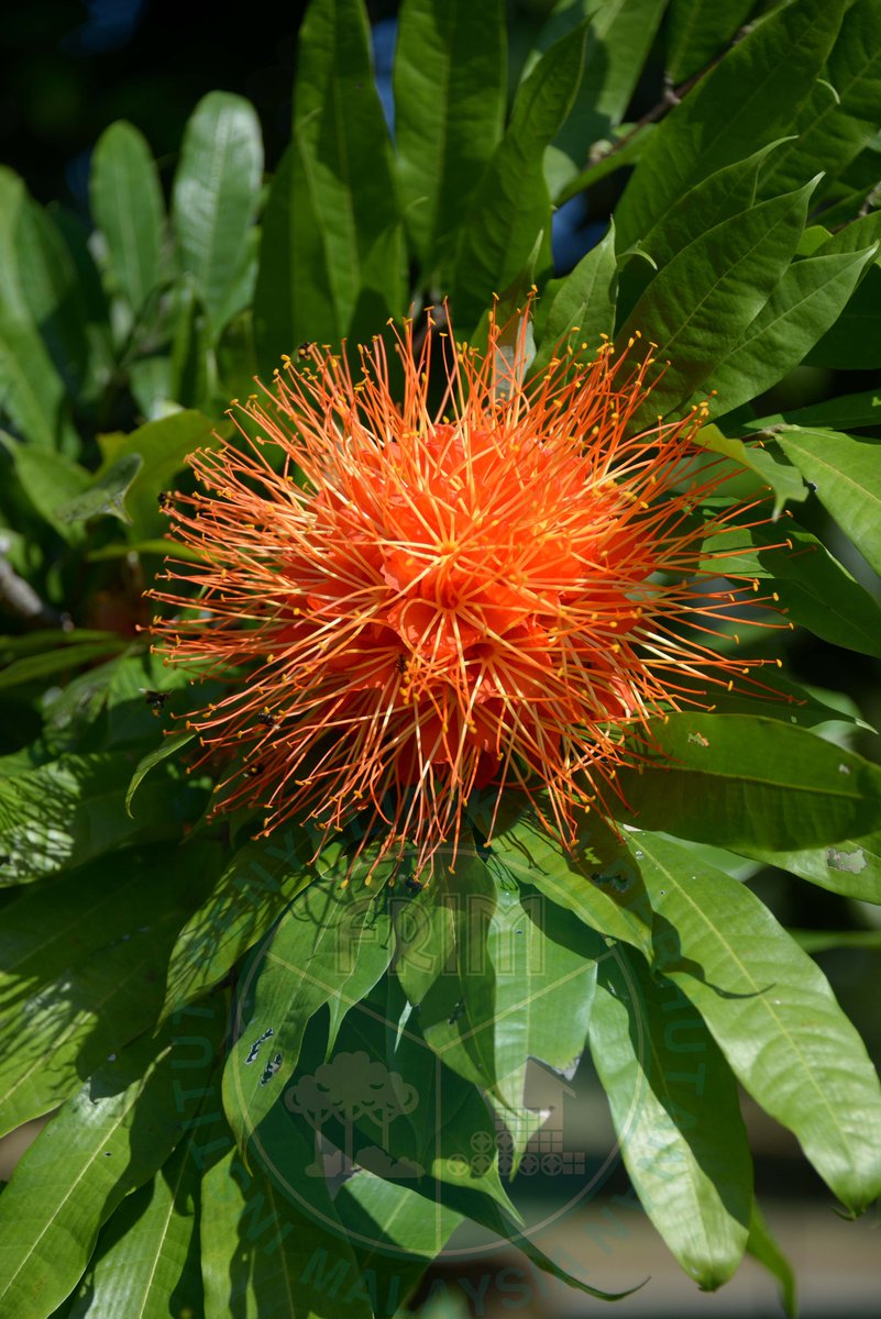 FRIMKepong's tweet photo. 🌿 'Rose of Venezuela' berbunga di KBG, FRIM! 🌺
📍 Berhampiran koleksi akuatik/riparian
✅ Brownea macrophylla
✅ 🇻🇪 🇵🇦 🇨🇴 🇪🇨 🇵🇪
✅ Daun merah jambu muda, bunga oren-keemasan jambak besar
🌱 Sesuai tanaman hiasan
#FRIM_BioD #TamanBotaniKepong #Biodiversity https://t.co/A502vGiA65
