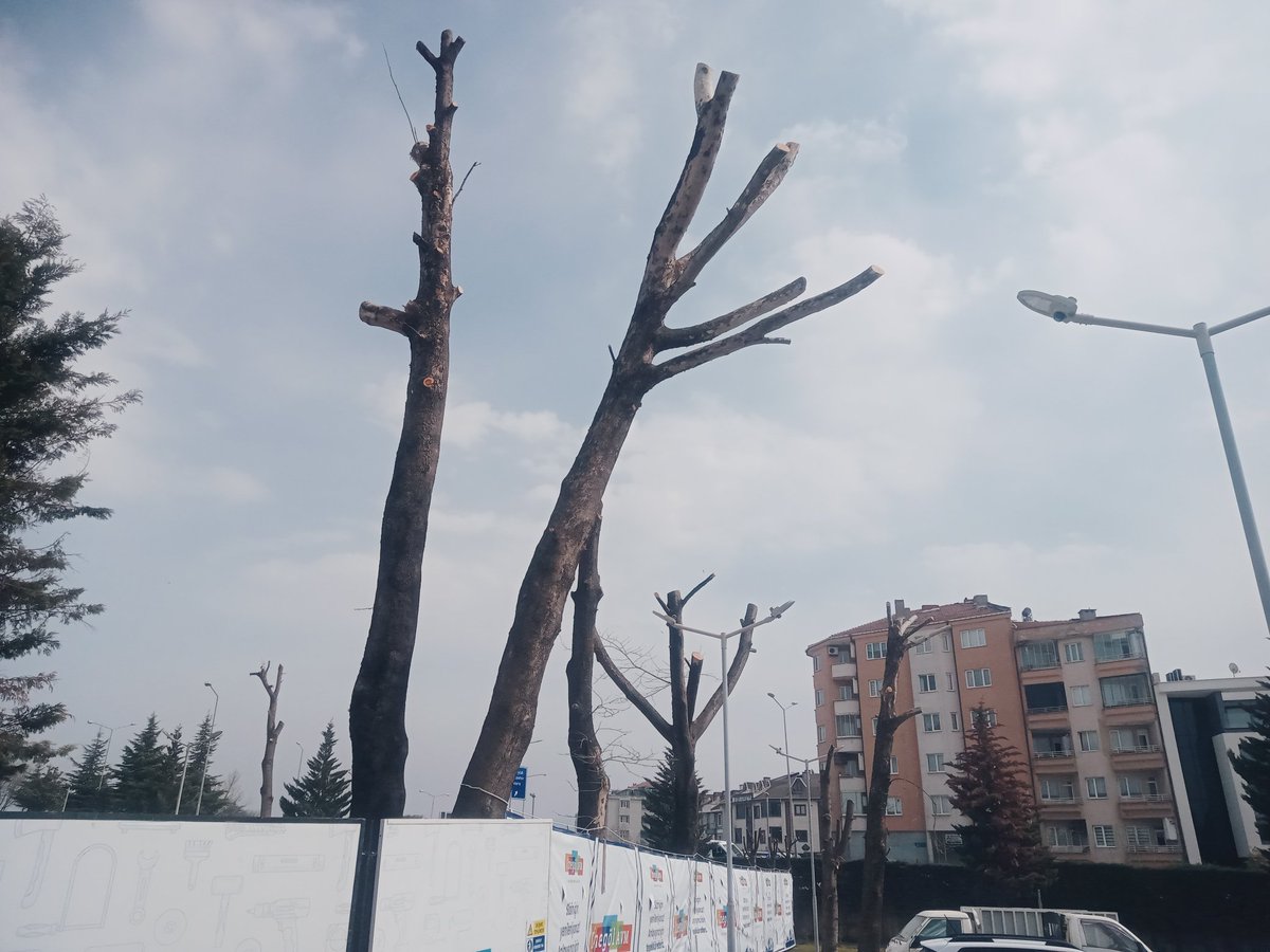 Öğrenmek için soruyorum, bu şekilde budamanın amacı nedir? Kuşların konmasını engellemek, sonbaharda dökülen yaprak sayısını azaltmak, güvenlik amaçlı mıdır?
<a href="/alpertuydes/">Alper Tüydeş</a>
<a href="/bursabuyuksehir/">Bursa Büyükşehir Belediyesi</a> 
<a href="/TCTarim/">T.C. Tarım ve Orman Bakanlığı</a> 
<a href="/milliparklar/">Milli Parklar</a>