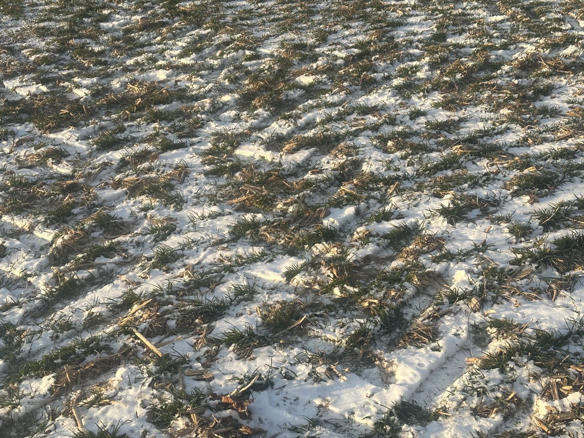 George Cornelissen tweet media