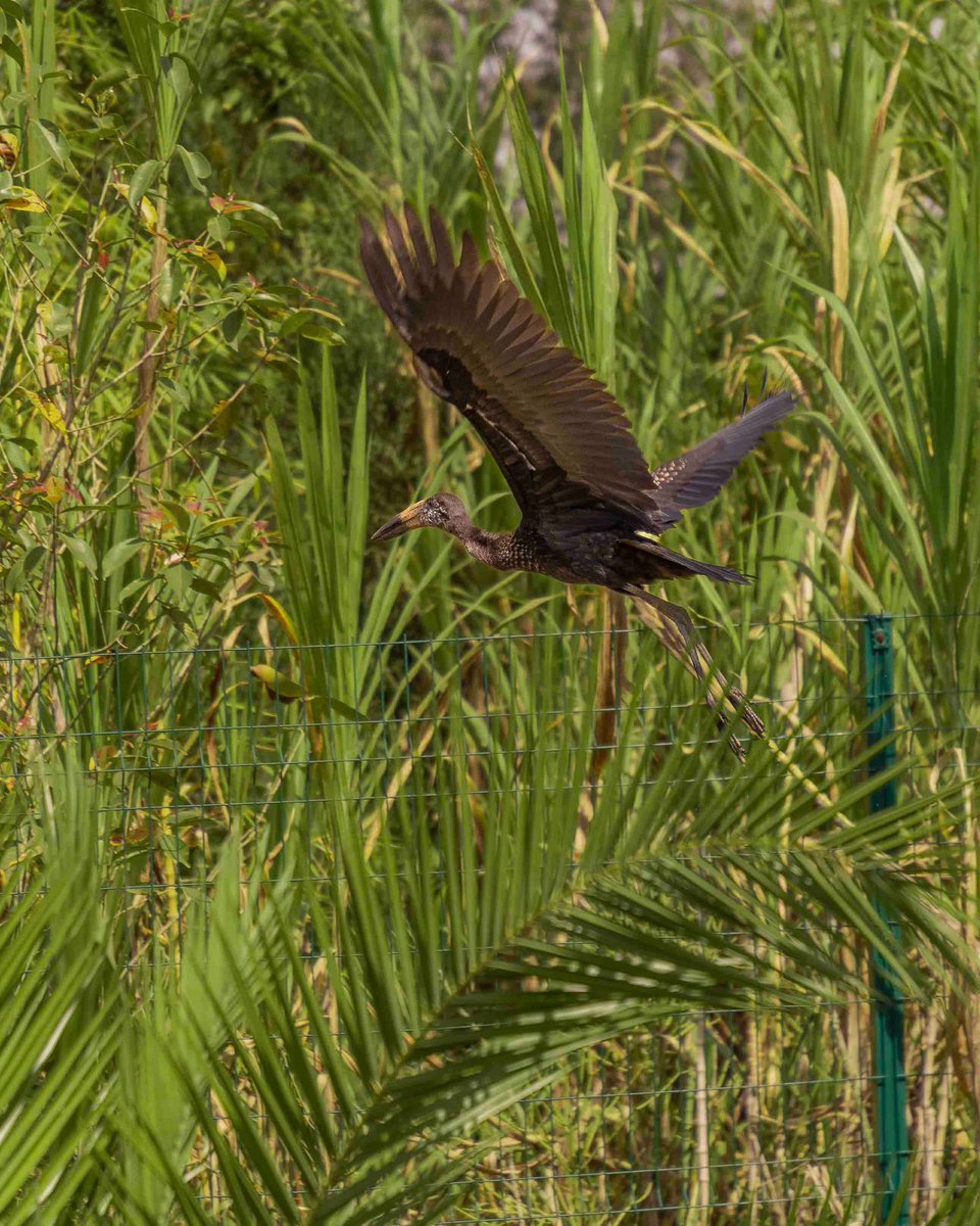 Nyandungu Eco-Park tweet media