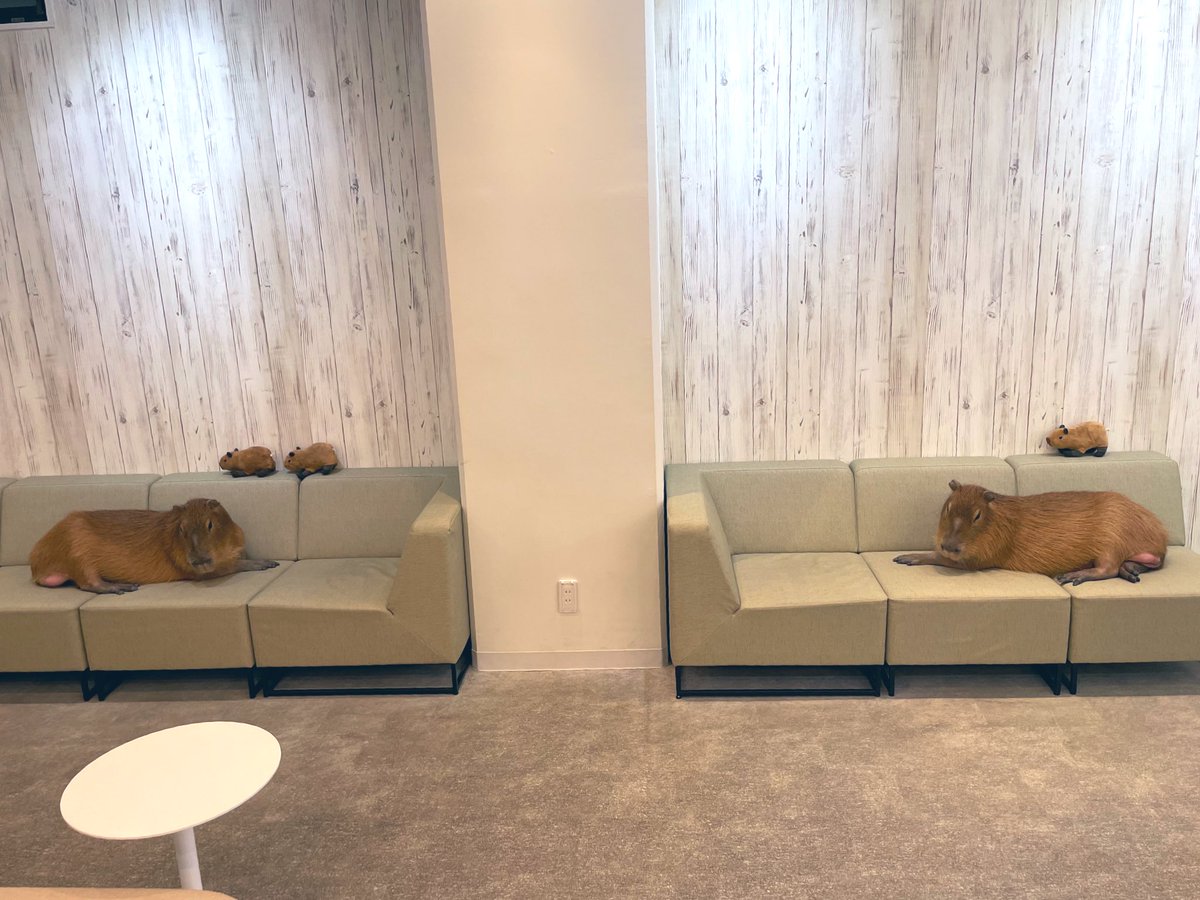 cafe capyba（カピバラカフェ capybara cafe in Tokyo） tweet media