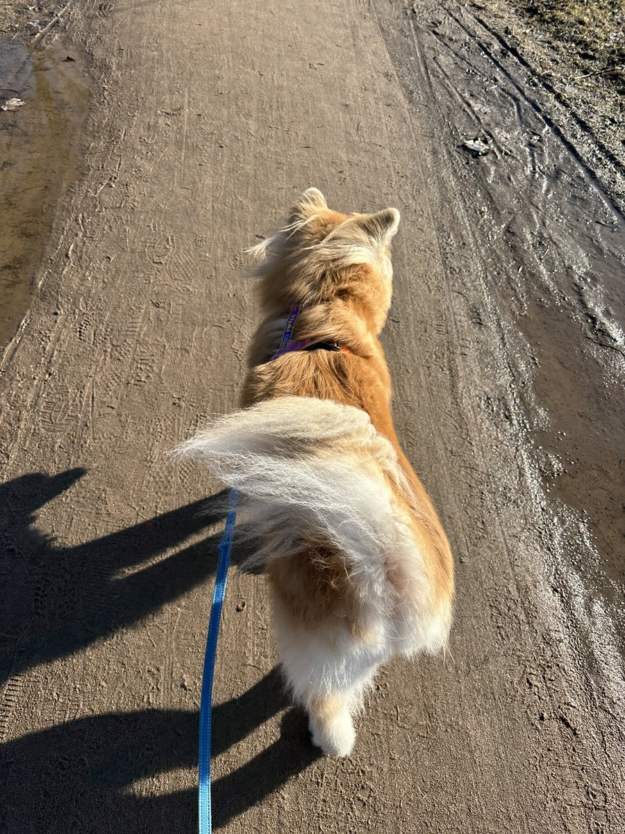 Даша три собаки и кот tweet media