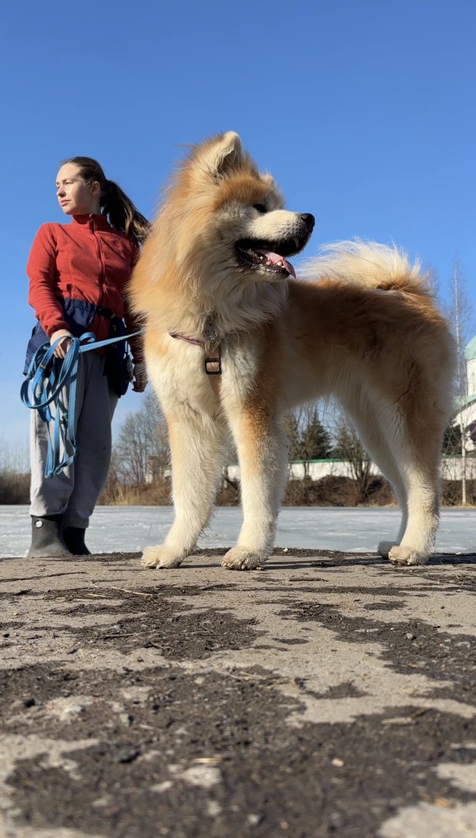 Даша три собаки и кот tweet media