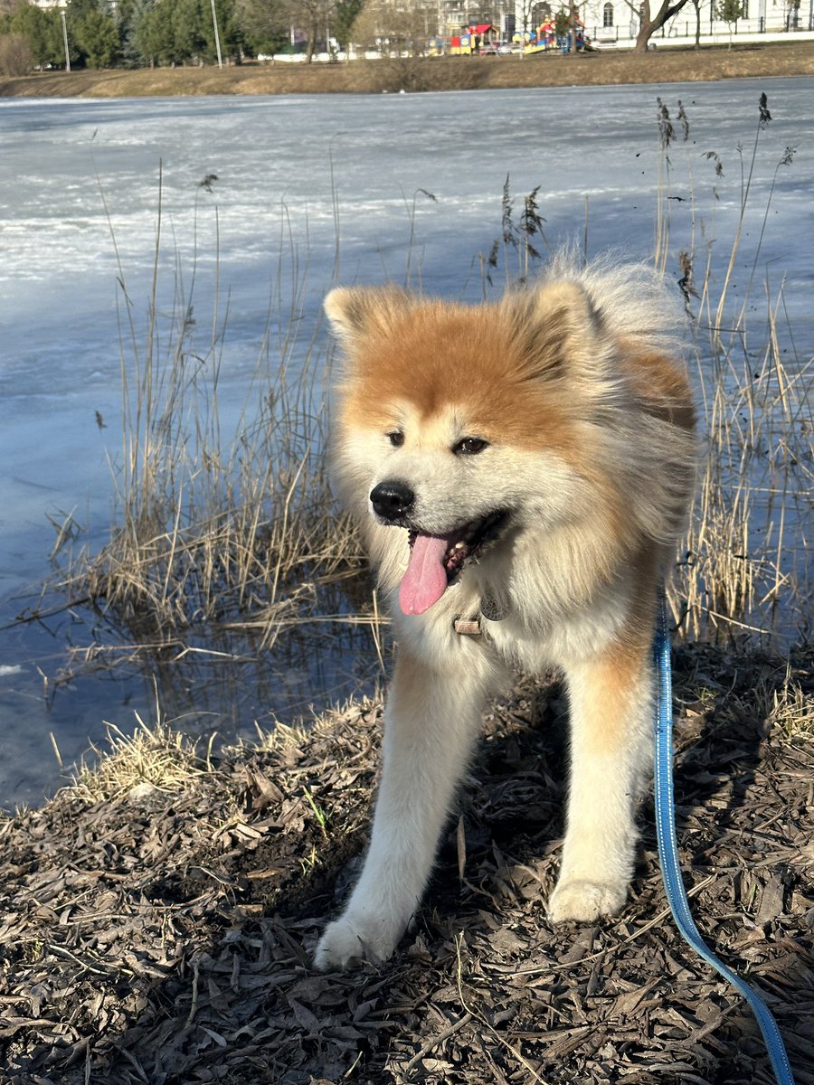 Даша три собаки и кот tweet media