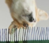 raphiwifsol tweet media