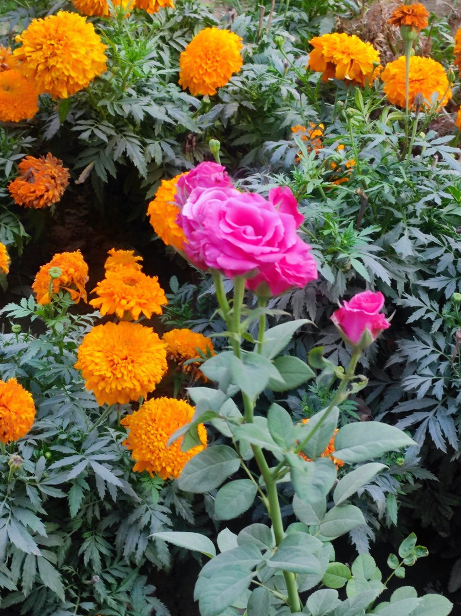 नित्या🌺🌞🌻✨🌙 tweet media