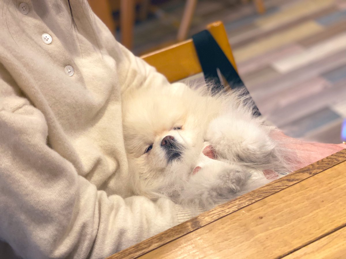 Coromo_pom's tweet photo. 膝の上は極楽なんだわさぁ https://t.co/CpBJDXjw6B