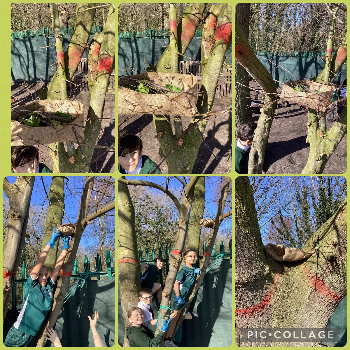 MissStantonY5_'s tweet image. After that, we wove the materials together to build our nests, practising patience and teamwork just like real birds. 🐦✨

Finally, we found safe spots in the trees, away from any predators, to place our nests and give the birds a secure home.#BritishScienceWeek2026