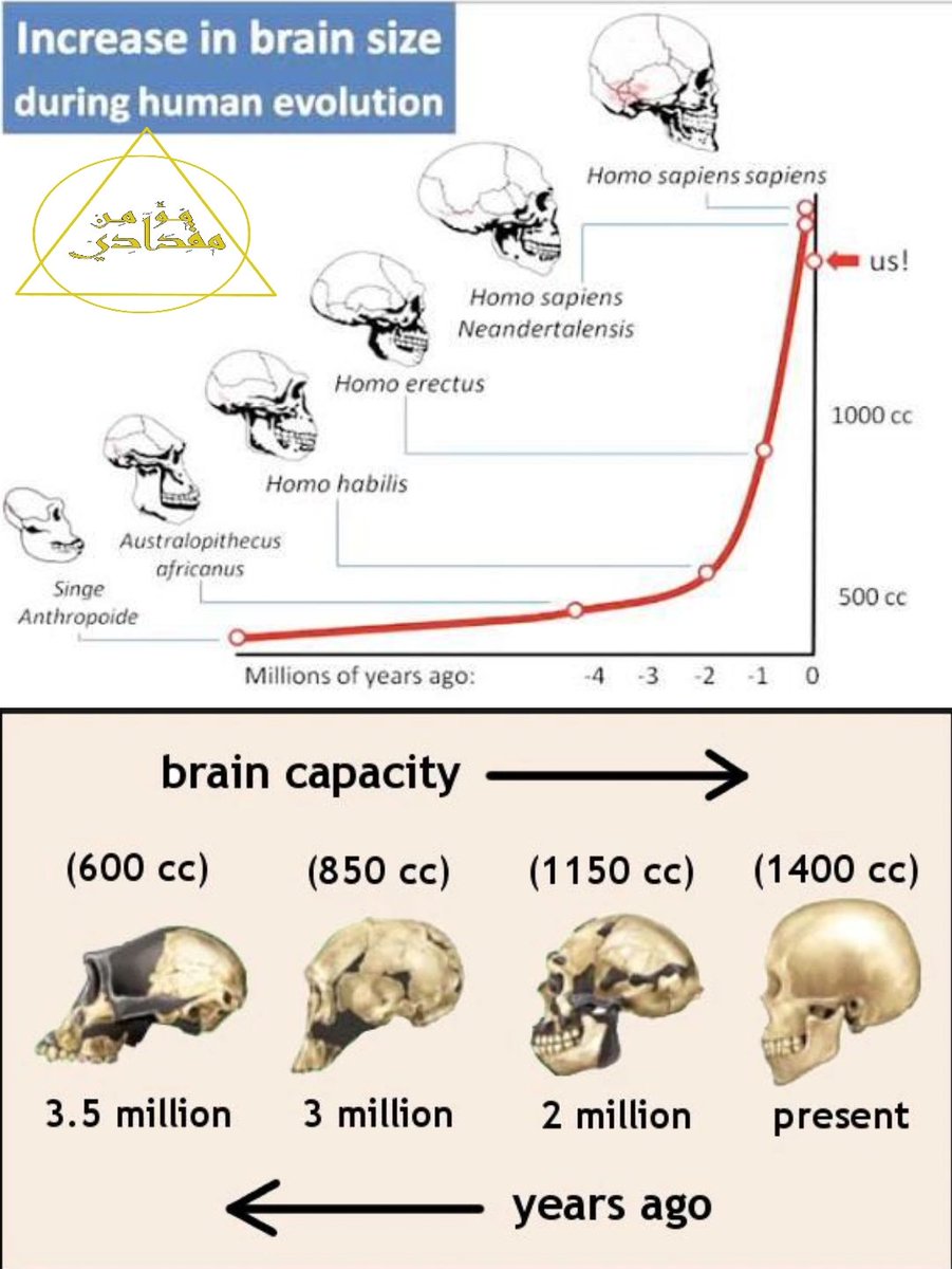 Mo'men Megdadi | مؤمن مقدادي tweet media