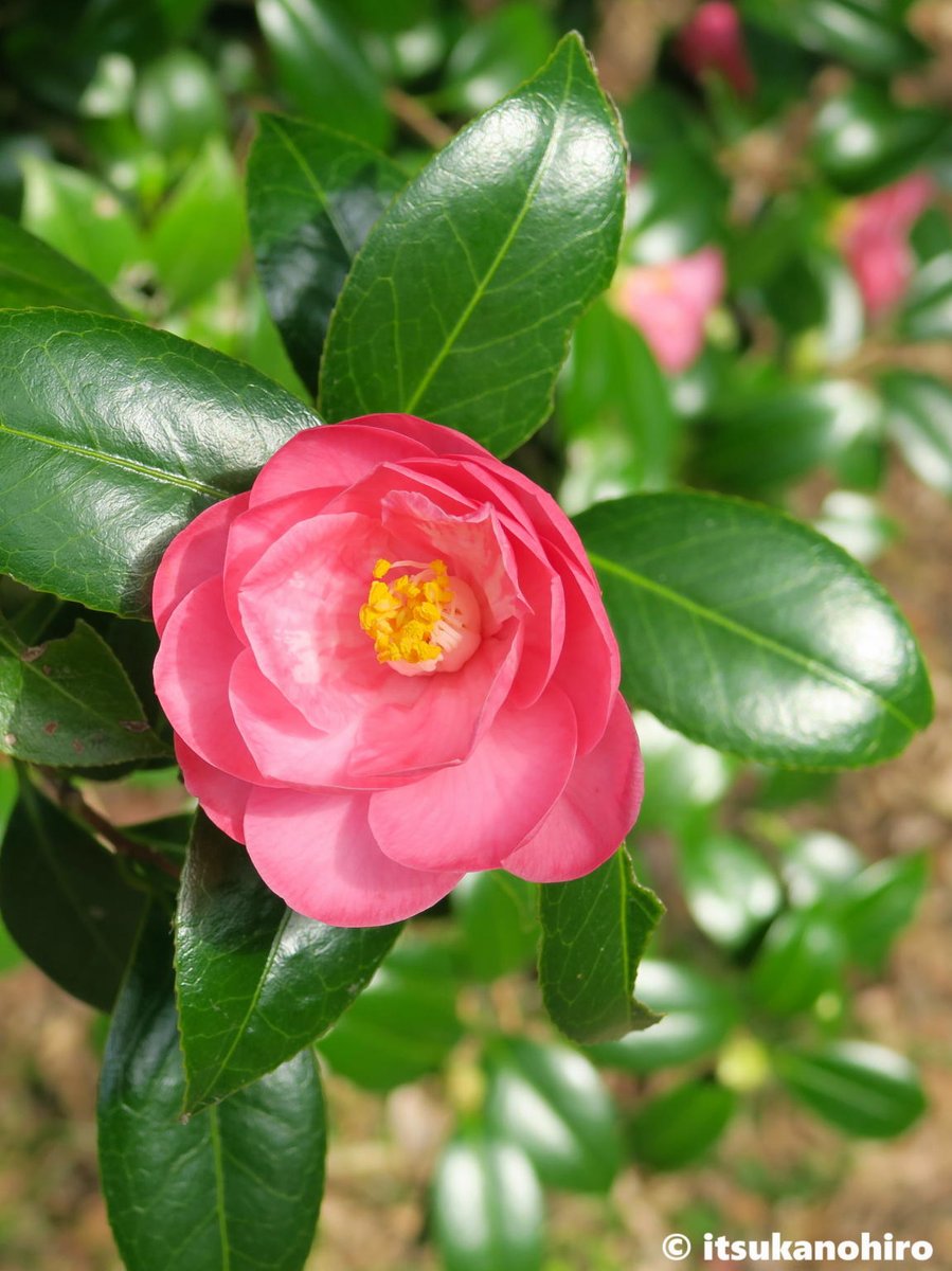 いつかのツバキの季節

#写真で伝えたい私の世界