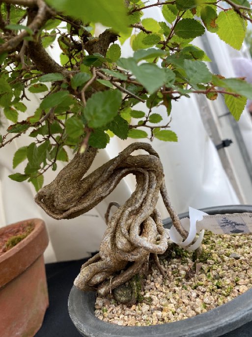 NOEBonsai's tweet image. Wiring is a successful technique used to train and style your bonsai.
 
By wrapping wire around the branches of a tree, you can bend and reposition the branches to your liking. 
 
For all your bonsai tools, visit northofenglandbonsai.com/product-portfo…
 
#BonsaiTools #BonsaiCare #ContactUs