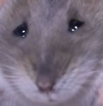 芒伊木M-emo tweet media