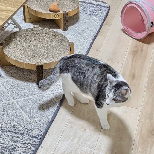 陽だまり猫の会－東京都あきる野市－ tweet media