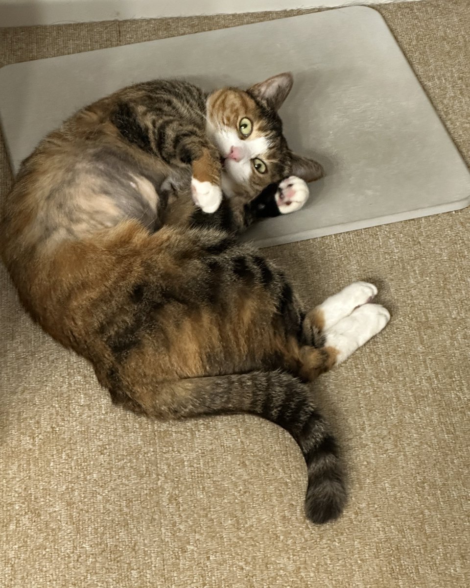 무병장수이 tweet media