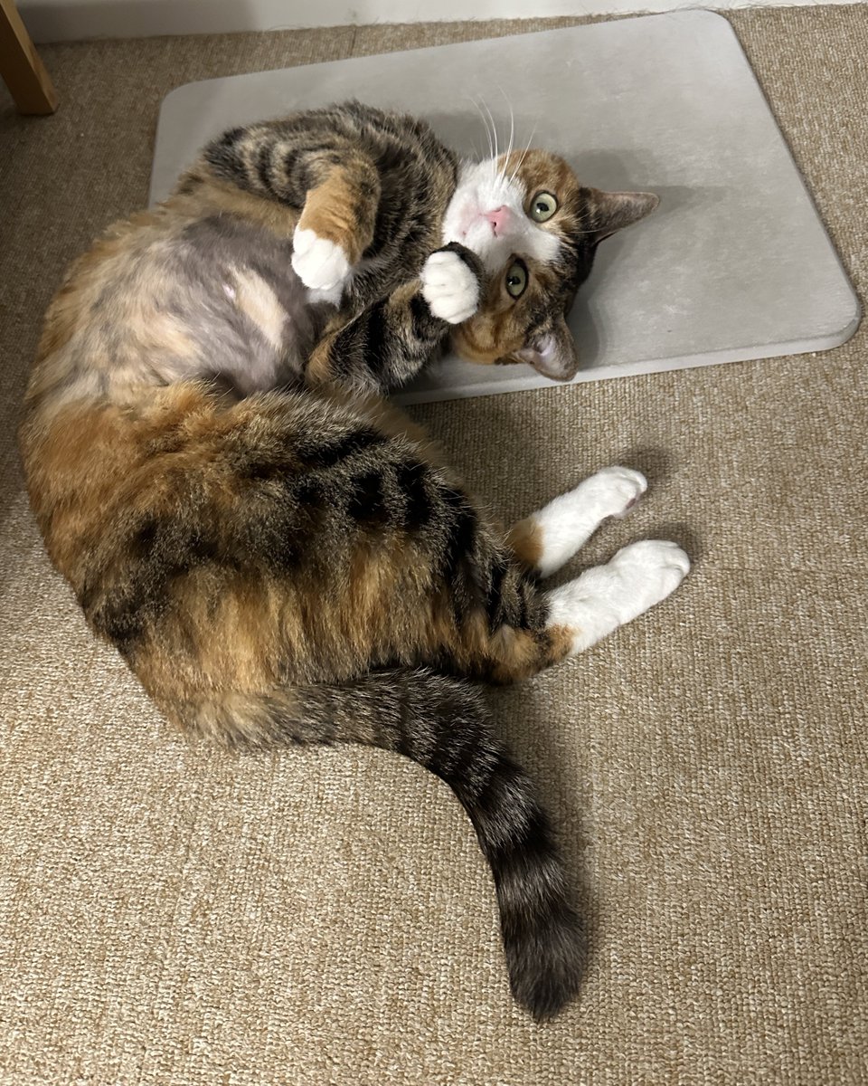 무병장수이 tweet media