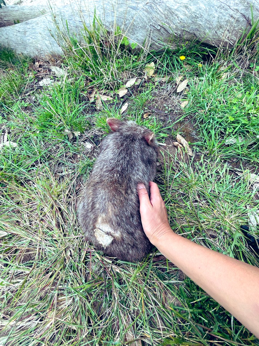 akローラ🇦🇺山暮らしとウォンバット tweet media